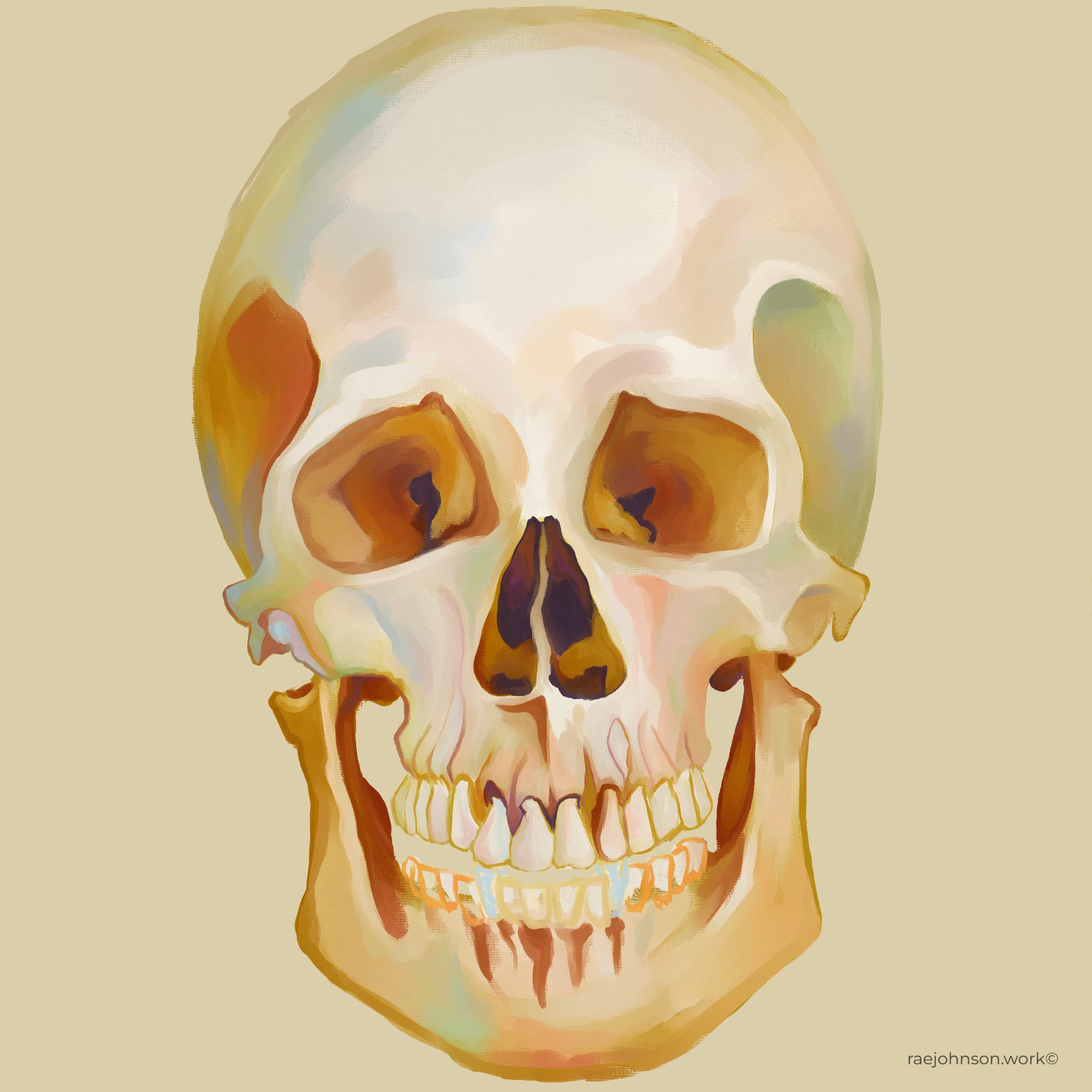 Skull study — Clip Studio Paint