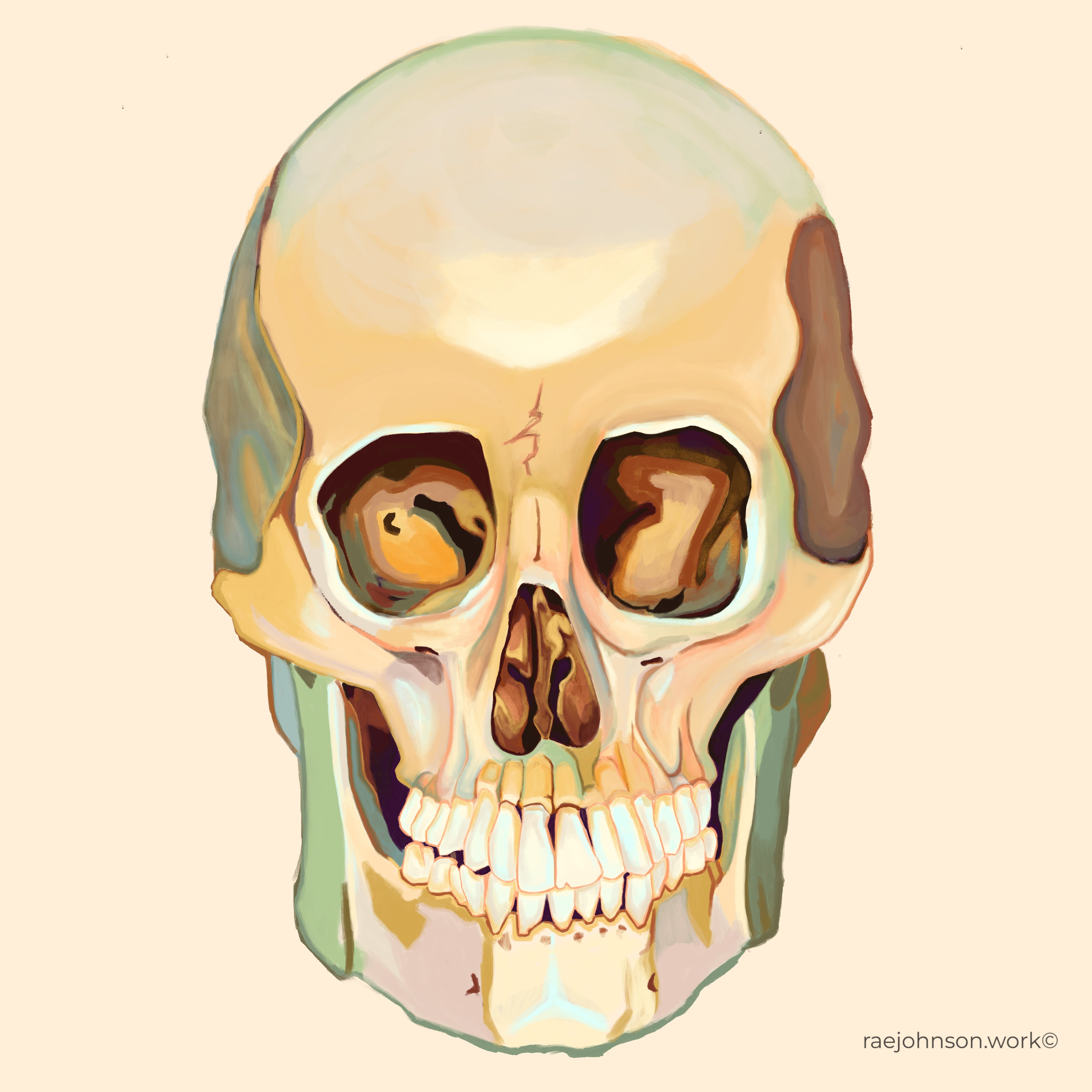 Skull study — Procreate